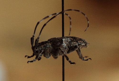 Mesosa nebulosa